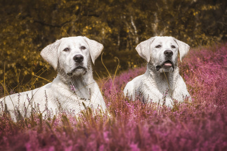 两个可爱小拉布拉多狗小狗在一个草甸与紫色的花