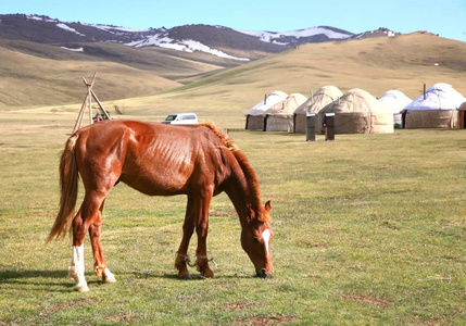 马在伊塞克湖湖的大草地上, 在吉尔吉斯斯坦的纳伦