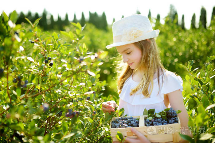 可爱的小女孩采摘新鲜浆果在有机蓝莓农场在温暖和晴朗的夏日.