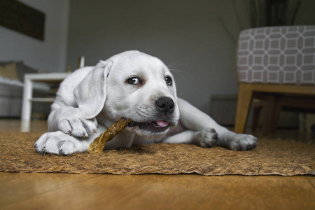 一些食物非常小可爱的白色纯种拉布拉多猎犬狗狗狗吃一些狗食物在家中