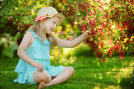 可爱的小女孩在花园里采摘红醋栗在温暖和阳光明媚的夏日。为小孩子提供新鲜健康的有机食品。夏季家庭活动