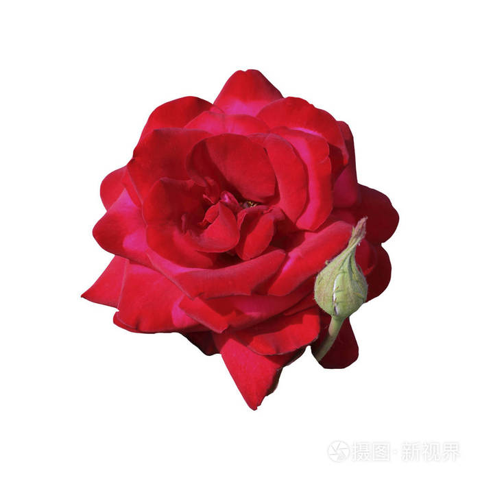 一朵花是一朵红玫瑰在白色背景下被隔离给女人的礼物