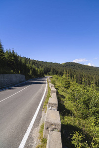 通过松树林进入山区的沥青路