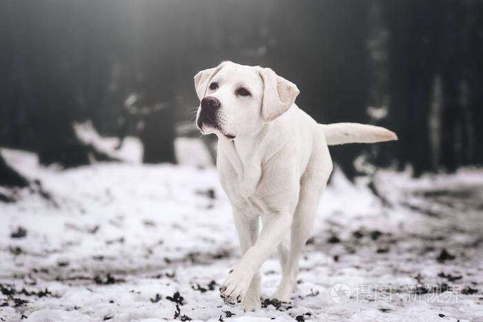 年轻的白拉布拉多猎犬犬小狗在冬季散步看起来华丽与复制空间