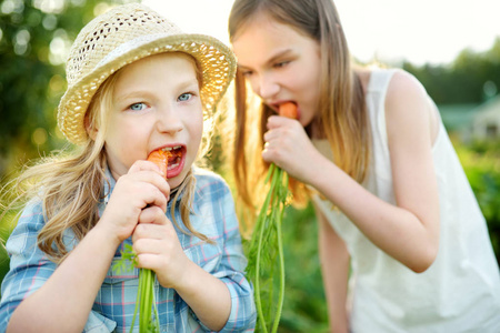 两个可爱的小妹妹拿着一堆新鲜的有机胡萝卜。为小孩子提供新鲜健康的有机食品。夏季家庭营养