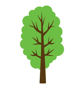 阔叶参天大树图片