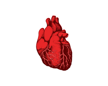 逼真细致的人体解剖心脏特写查看心血管器官的身体医疗保健概念符号。矢量插图