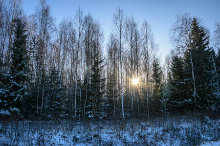 树干纹理背景图案。森林阳光明媚的冬天场景