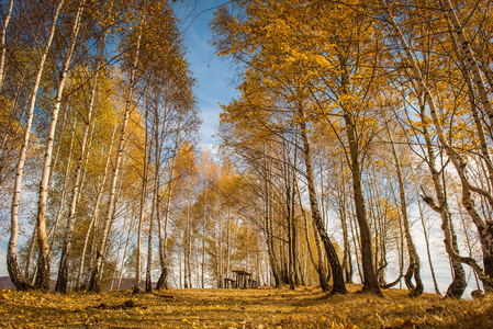 秋天的黄桦树图片