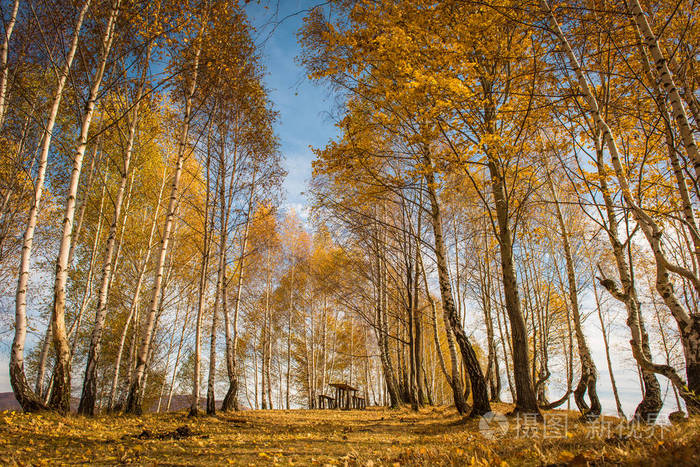 秋天的黄桦树群.特兰西瓦尼亚, 罗马尼亚