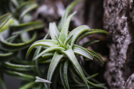 Bromeliad 铁兰和铁兰花