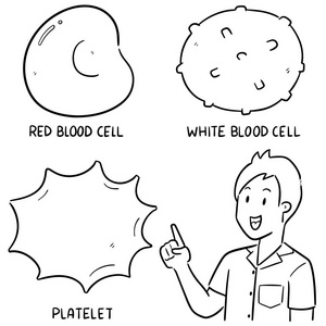 向量集的血液细胞