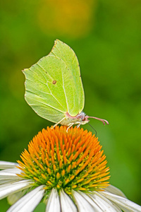 gonepteryx rhamni 在紫锥菊花开花上的研究