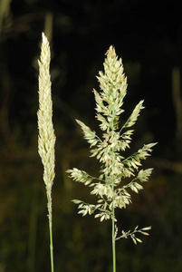 禾, 过敏原植物