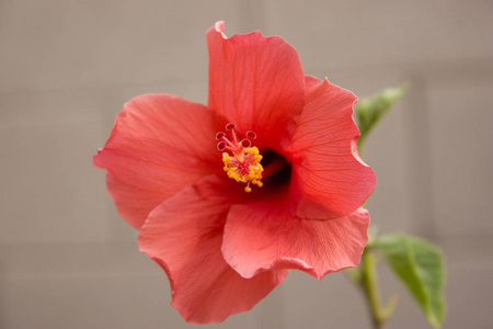 辉煌或圣地亚哥红，热带的芙蓉花上棕色背景专注于雌蕊