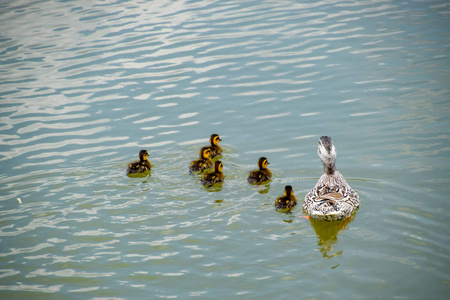 鸭子和小鸭在池塘里游泳。鸭子在池塘里游泳。野野鸭鸭。公鸭和雌性