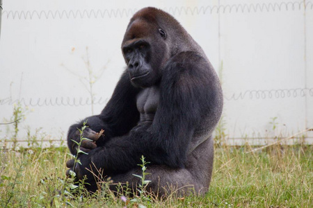 黑猩猩坐在草丛中