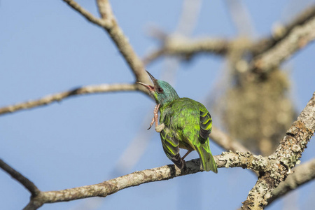 美丽的大西洋雨林蓝色和绿色的鸟 蓝色 Dacnis, Dacnis cayana 刮在 Itatiaia 国家公园, 塞拉大