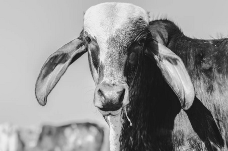 一只牛的黑白肖像, 嘴上有一块干草。