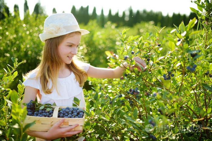 可爱的小女孩采摘新鲜浆果在有机蓝莓农场在温暖和晴朗的夏日.