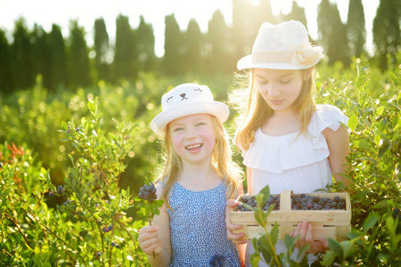 可爱的小妹妹们在阳光明媚的夏日里, 在有机蓝莓农场采摘新鲜浆果。为小孩子提供新鲜健康的有机食品。夏季家庭活动