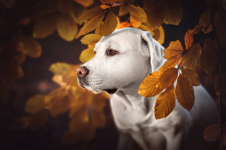 美丽的白色纯种拉布拉多猎犬狗在森林中的小狗狗在秋天除了叶子的画像