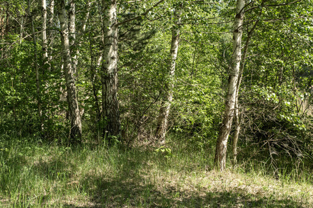 树干纹理背景图案。绿色植被叶的森林阳光明媚的夏季场景