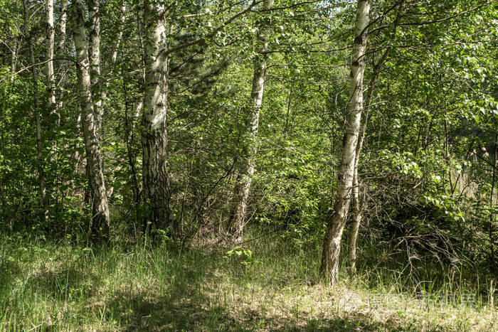 树干纹理背景图案.绿色植被叶的森林阳光明媚的夏季场景