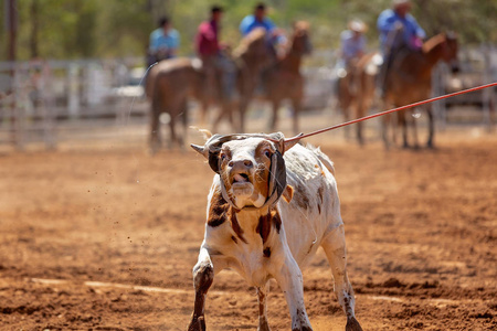 小牛被表白在一个团队小牛绳事件牛仔在一个国家的牛仔竞技