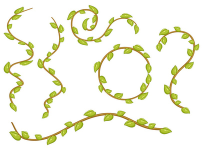 一组叶子藤蔓插图照片