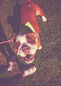 可爱的斗牛犬看着在绿色的草地上的相机色调与复古复古 instagram 过滤器