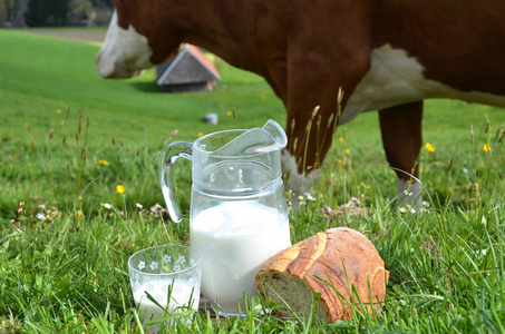 壶和玻璃牛奶与面包在绿色草反对放牧母牛。爱蒙塔尔地区, 瑞士