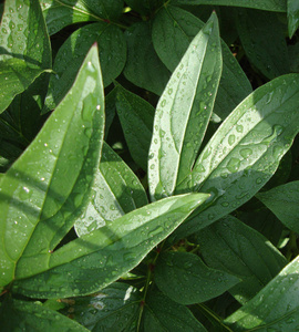 背景从绿叶与雨滴。自然。绿色。树叶。牡丹叶