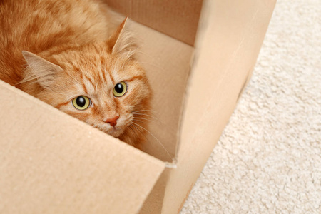 可爱的红猫在纸板箱室内图片