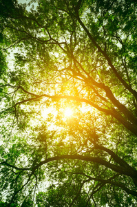 阳光明媚的树木新鲜的绿色叶子的景观, 太阳通过树木投射光线.