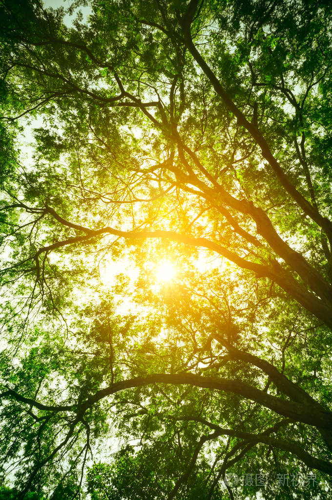 新鲜的绿色叶子的景观, 太阳通过树木投射光线.森林里美丽的大自然.