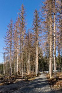 波兰 Tatra 山 Rusinowa 林的踪迹