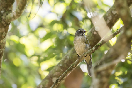 美丽的大西洋雨林鸟 绿色翅 Saltator, Saltator 金银花 在 Itatiaia 国家公园, 塞拉大 Mant