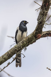 美丽的大西洋雨林黑和白鸟 Cissopis leverianus, 喜鹊山雀 在 Itatiaia 国家公园, 塞拉大 Ma