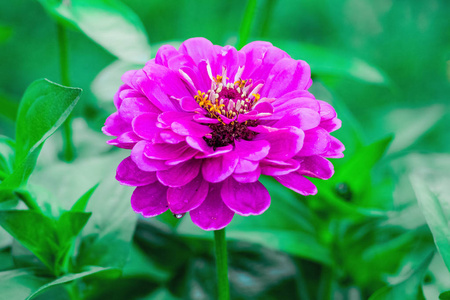 粉红色的百日草图片