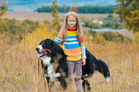 女孩与她的四条腿的朋友在秋天领域散步 Berner Sennenhund