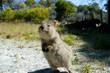 QuokkaRottnest 岛澳大利亚