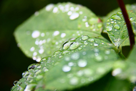 在一片叶子上的雨滴