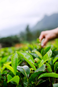 茶叶的背景下, 一只手收集茶叶