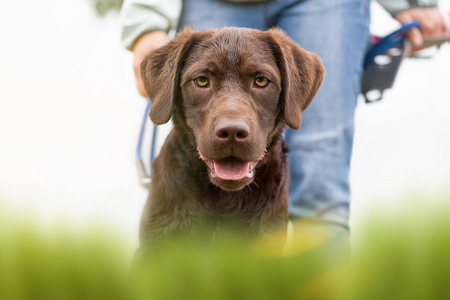 年轻可爱快乐拉布拉多猎犬狗的肖像在大自然外