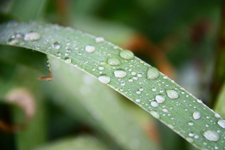 在一片叶子上的雨滴