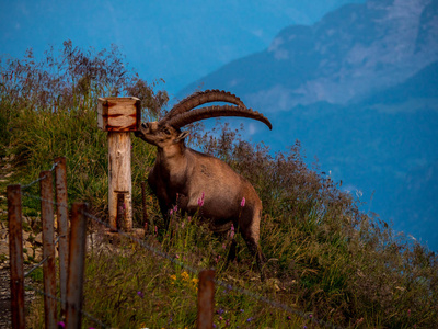 雄伟的动物盐舔高山摩羯座 Steinbock 卡普拉野山羊瑞士阿尔卑斯山 brienzer rothorn 日落