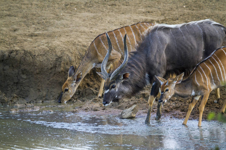 南非克鲁格国家公园的尼亚拉牛科 Tragelaphus angasii 家族的钱币