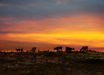 驯鹿群休息在拉普兰午夜太阳的顶端