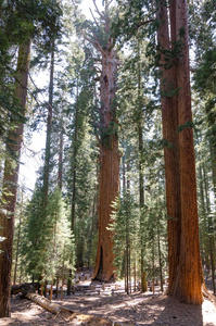 美国加利福尼亚红杉国家公园景观